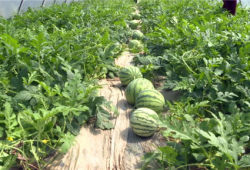 辽源吃瓜爆料视频最新,揭秘最新视频背后的惊人真相